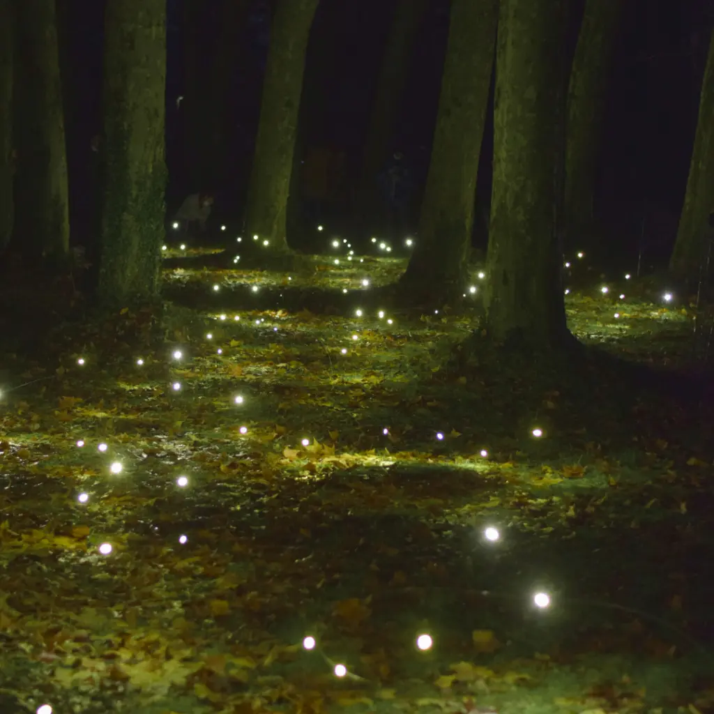 Luciole.webp